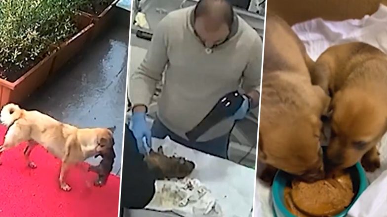 Viral Video: मम्मी डॉग अपने बेहोश और हाइपोथर्मिया से पीड़ित बच्चे को लेकर डॉक्टर के पास पहुंची, देखें इमोशनल वीडियो