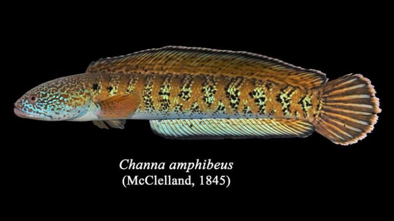 Channa Amphibius Rediscovered: 80 साल बाद दुर्लभ मछली 'चन्ना एम्फीबियस' की हुई खोज, जैव विविधता के लिए बड़ी उपलब्धि; जानें वन्यजीव शोधकर्ताओं ने क्या बताया