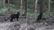 Black Panther Spotted in Odisha: नयागढ़ के जंगलों में दिखा दुर्लभ काला तेंदुआ और शावक, वीडियो आया सामने