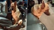 Owner Abandons Dog Video: बेरहम मालिक ने कुत्ते को दिल्ली के बाजार में छोड़ा, असहाय जर्मन शेफर्ड 8 घंटे तक करता रहा इंतजार