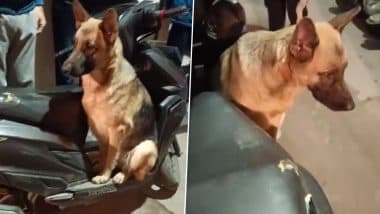 Owner Abandons Dog Video: बेरहम मालिक ने कुत्ते को दिल्ली के बाजार में छोड़ा, असहाय जर्मन शेफर्ड 8 घंटे तक करता रहा इंतजार