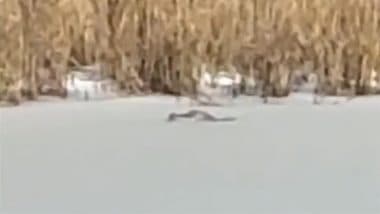 Alligator Spotted Stuck in Frozen Pond: दुर्लभ दक्षिणी हिमपात के कारण दक्षिण कैरोलिना तालाब के बर्फ में फंसा दिखा मगरमच्छ, देखें वायरल वीडियो