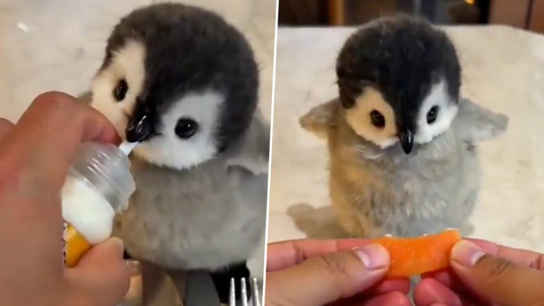 Baby Penguin Having Breakfast: पेस्टो बेबी पेंग्विन ने किया नाश्ता, पक्षी के मनमोहक क्लिप की प्रामाणिकता पर लोगों ने उठाए सवाल, देखें वीडियो