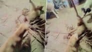 Animal Cruelty in Jalandhar: रील बनाने के लिए शख्स ने बिल्ली के पैर बांधकर कुत्तों के सामने छोड़ा, कुत्तों ने ली बेजुबान की जान, वीडियो सामने आने के बाद आरोपी हुआ गिरफ्तार