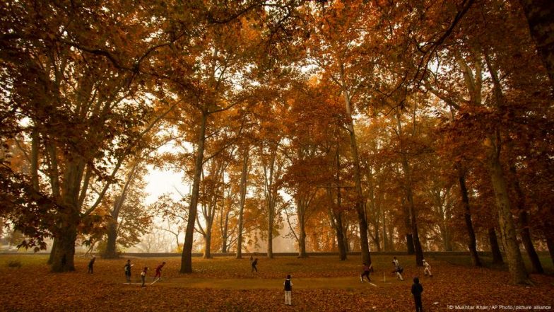 कश्मीर में चिनारों को बचाने के लिए हो रही है जियो टैगिंग