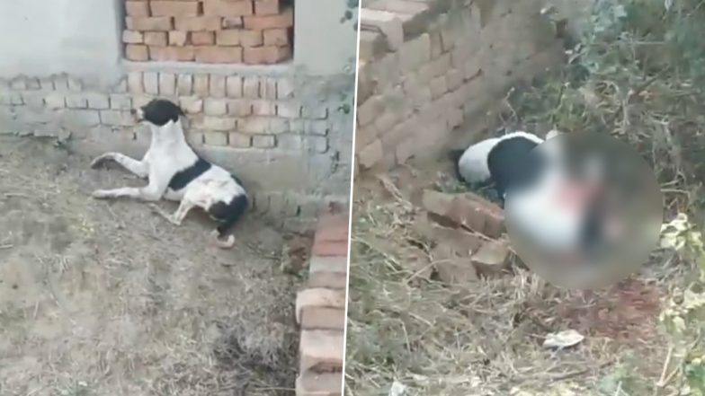 VIDEO: अमानवीयता की हदें पार! कुत्ते के भौंकने पर रिटायर्ड फौजी ने अपनी गन से चला दी गोली, आगरा की घटना से लोगों में आक्रोश