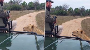 Lion Stares Down Man in Open Jeep: खुली जीप में बैठे आदमी को घूरता रहा शेर, शॉकिंग वीडियो वायरल