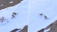 Leopards Playing in Snow: लद्दाख के ज़ांस्कर में हिम तेंदुए बर्फ में खेलते हुए दिखे, देखें मंत्रमुग्ध कर देनेवाला वीडियो