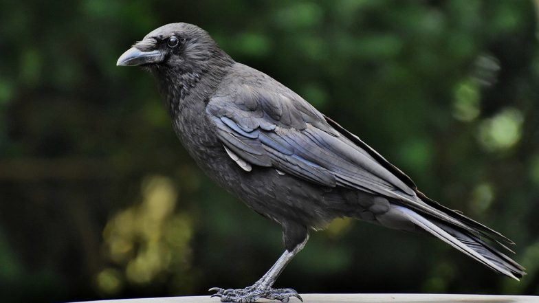 Bihar Bird Flu: बिहार के भोजपुर में 20 कौओं की रहस्यमयी मौत, बर्ड फ्लू की आशंका से इनकार