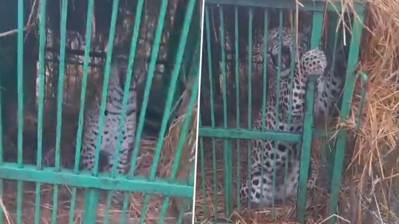 VIDEO: मासूम बच्ची को जान से मारनेवाला तेंदुआ हुआ पिंजरे में कैद, कई दिनों से मचा रखा था आतंक, बहराइच के तमोलीनपुरवा गांव के लोगों ने ली राहत की सांस