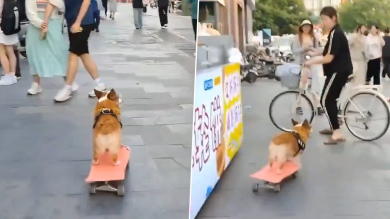 स्केटबोर्ड पर शानदार तरीके से सवारी करता दिखा कुत्ता, दिखाए ऐसे करतब कि दंग रह गए लोग (Watch Viral Video)