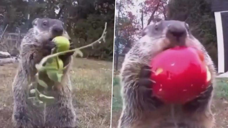 Viral Video: चार साल से किसान की फसल चुराकर उसे कैमरे के सामने खा रहा है ग्राउंडहॉग, चंक नाम के इस जीव का वीडियो हुआ वायरल