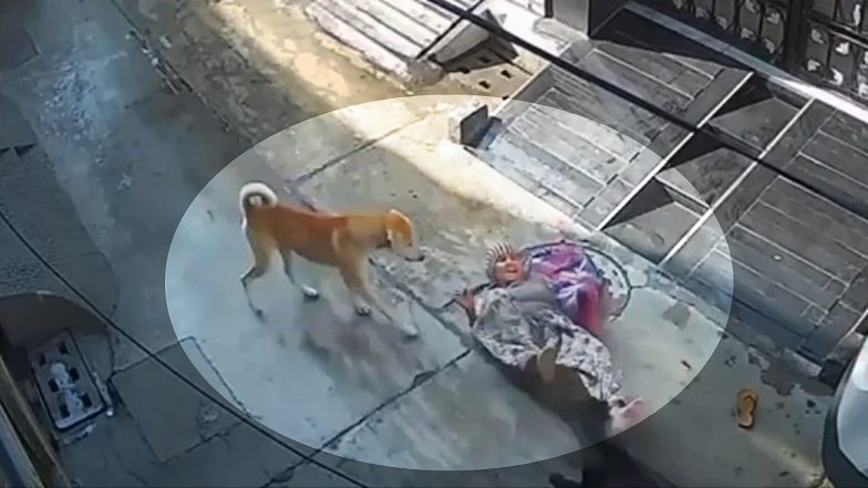 Dogs Attack Video: पंजाब में पांच कुत्तों के झुंड ने बुजुर्ग महिला पर किया हमला, नीचे गिराकर 15 जगह काटा