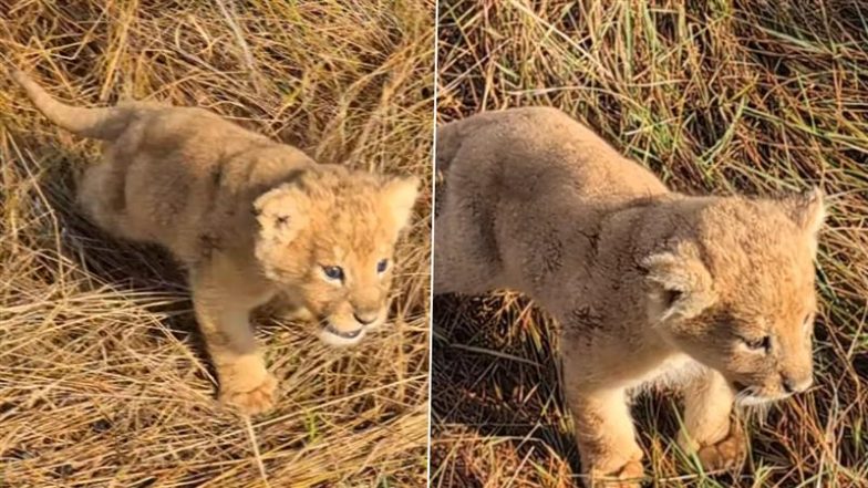 Viral Video: मां शेरनी को पुकारने के लिए नन्हे शेर ने लगाई ऐसी दहाड़, क्यूटनेस देख फिदा हो जाएंगे आप