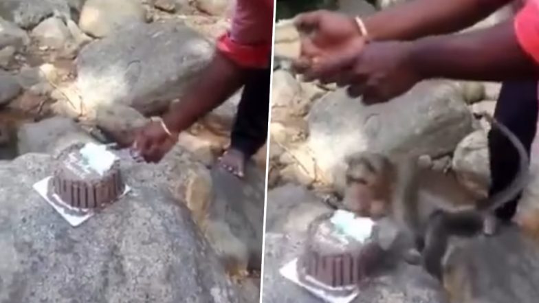जंगल में बर्थडे सेलिब्रेट कर रहे थे दोस्त, केक लेकर फरार हो गया बंदर, Viral Video देख हंसते-हंसते हो जाएंगे लोटपोट