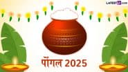 Pongal 2025: गाय-बैल से लेकर सूर्योपासना तक का पर्व है पोंगल! जानें चार दिवसीय इस महापर्व के विविध रंग!