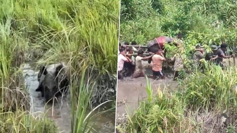 Viral Video: दलदल में फंसे भारी-भरकम गैंडे का बच्चा, काफी मशक्कत के बाद वनकर्मियों ने किया रेस्क्यू