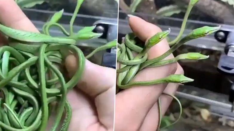 Viral Video: बेल की तरह दिखने वाले वाइन स्नेक ने खींचा सबका ध्यान, मनमोहक वीडियो देख नहीं हटेंगी आपकी नजरें