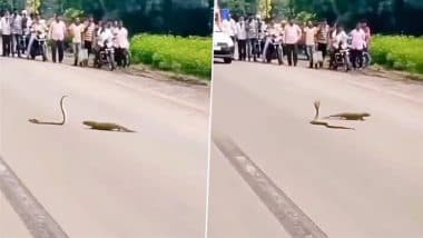 Viral Video: बीच सड़क पर होने लगी सांप और नेवले की भयंकर लड़ाई, देखने के लिए उमड़ पड़ी लोगों की भीड़