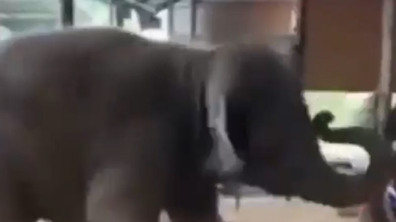 Baby Elephant Dance Video: मंदिर में डांस करते हुए बेबी हाथी का क्यूट क्लिप वायरल, वीडियो देख बन जाएगा दिन