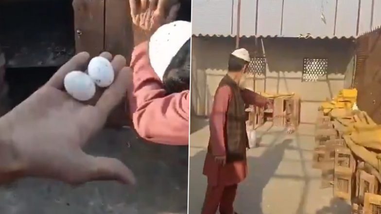 Pigeons Stolen in Meerut: गजब के चोर है! मेरठ के लिसाड़ी गांव में 10 लाख रूपए से ज्यादा के 400 कबूतर ही चुरा लिए, मालिक परेशान, वीडियो आया सामने (Watch Video)