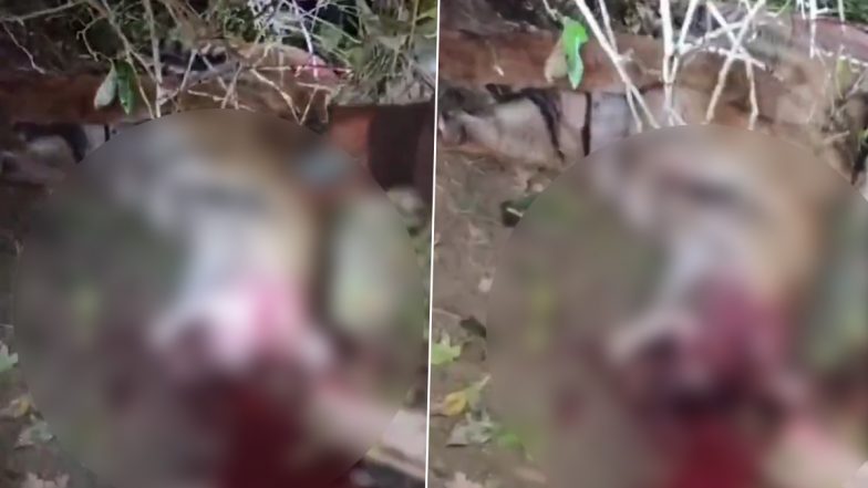 Tiger Beaten to Death: लखीमपुर खीरी में महिला पर हमला करने वाली बाघिन को ग्रामीणों ने पीट-पीटकर मार डाला, देखें भयावह वीडियो