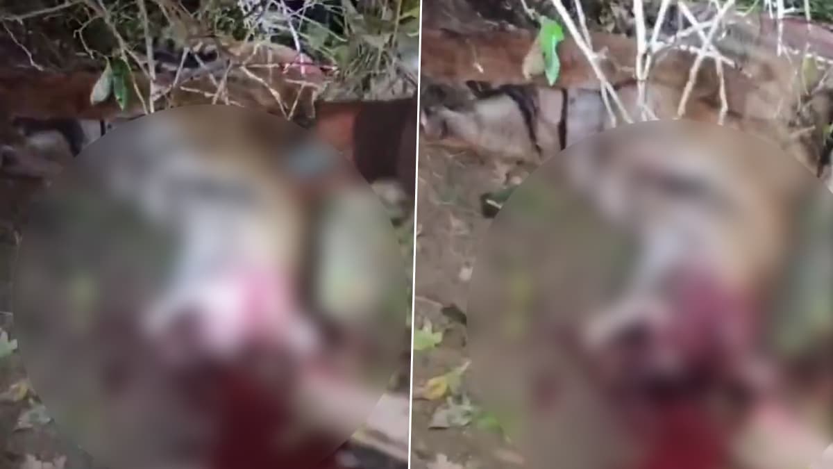 Tiger Beaten to Death: लखीमपुर खीरी में महिला पर हमला करने वाली बाघिन को ग्रामीणों ने पीट-पीटकर मार डाला, देखें भयावह वीडियो
