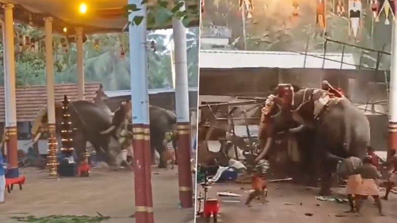 Elephant Attack In Temple: मंदिर उत्सव में हाथीयों ने मचाया उत्पात, भगदड़ में 3 लोगों की हुई मौत, 36 लोग हुए घायल, केरल के कोझिकोड जिले की घटना (Watch Video)
