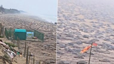 Lakhs of Turtles Reached Odisha: 3 लाख ओलिव रिडले कछुए ओड़िशा पहुंचे, गहिरमाथा और ऋषिकुल्या बीच पर दिए अंडे, प्रशासन ने की सुरक्षा की व्यवस्था (Watch Video)