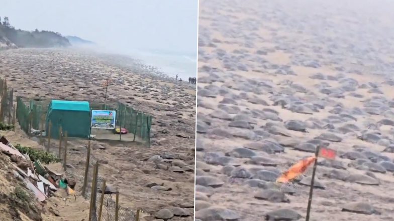 Lakhs of Turtles Reached Odisha: 3 लाख ओलिव रिडले कछुए ओड़िशा पहुंचे, गहिरमाथा और ऋषिकुल्या बीच पर दिए अंडे, प्रशासन ने की सुरक्षा की व्यवस्था (Watch Video)