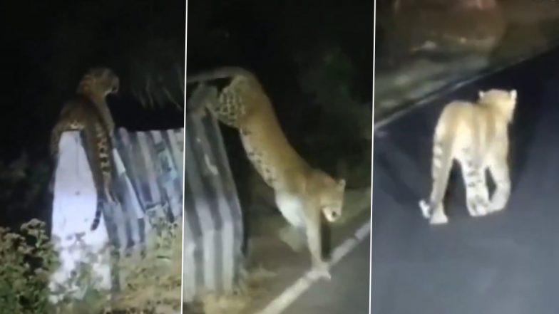 Leopard Spotted in Pune: जुन्नार-नारायणगांव रोड पर तेंदुए को टहलते देखे जाने से स्थानीय लोगों में दहशत (देखें वीडियो)