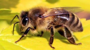 Bee Attack in Rajasthan: चित्तौड़गढ़ में खेत में काम कर रहे परिवार पर मधुमक्खियों के झुंड के हमले से बुजुर्ग महिला की मौत