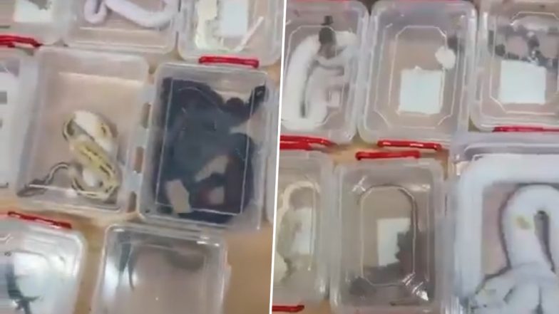 Wildlife Trafficking: दिल्ली एयरपोर्ट पर जिंदा सांप, छिपकली और मकड़ियों की तस्करी, बैंकॉक से पहुंचे थे भारत, कस्टम विभाग ने किया 3 को गिरफ्तार (Watch Video)