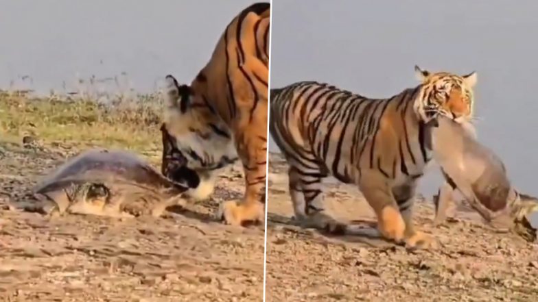 Tigress Preys On Turtle: रणथंभौर नेशनल पार्क की मशहूर बाघिन 'रिद्धि' ने धूप सेक रहे कछुए का किया शिकार, देखें वायरल वीडियो