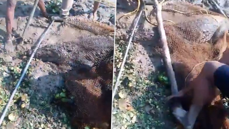 Crocodile Trapped in Net: मछली पकड़ने के लिए डाला मछुआरों ने जाल, फंस गया मगरमच्छ, गोंडा जिला का वीडियो आया सामने (Watch Video )