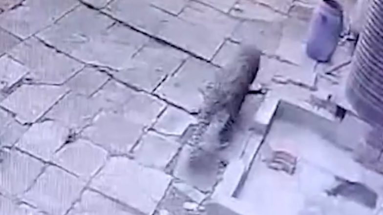 Leopard spotted in Pune: पुणे जिले के पिंपरी चिंचवड के रिहायशी इलाके पर दिखा तेंदुआ, लोगों में फैला डर, किया गया रेस्क्यू (Watch Video)