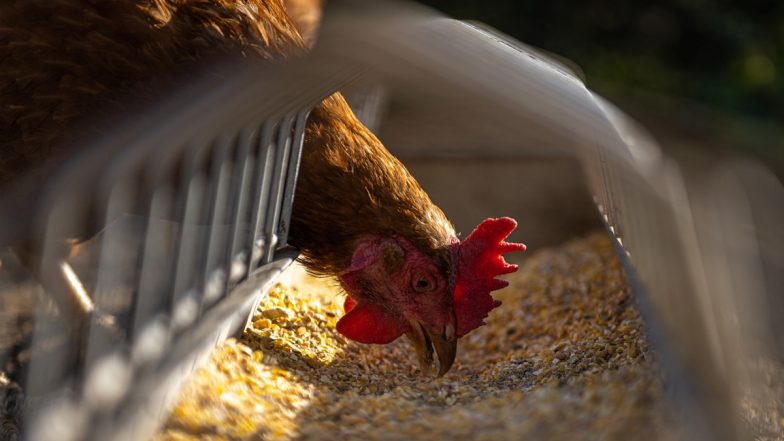 Bird Flu: बर्ड फ्लू के कारण 56 दिन तक बंद रहे गोरखपुर, कानपुर चिड़ियाघर फिर खुले