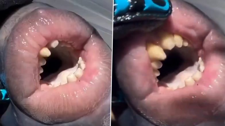Fish With Human Lips: इंसान जैसे होंठ वाली मछली देख हो जाएंगे हैरान, देखें वायरल वीडियो