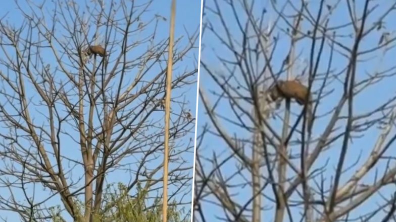 VIDEO: सेमल के पेड़ पर चढ़कर आराम करता दिखाई दिया तेंदुआ, देखने के लिए जुटी लोगों की भीड़, बहराइच के गुलहरिया गांव का वीडियो आया सामने