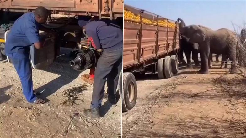 Orange Heist Caught on Camera: दक्षिण अफ्रीका में हाथियों के झुंड ने ख़राब ट्रक से लूटे संतरे, वीडियो वायरल