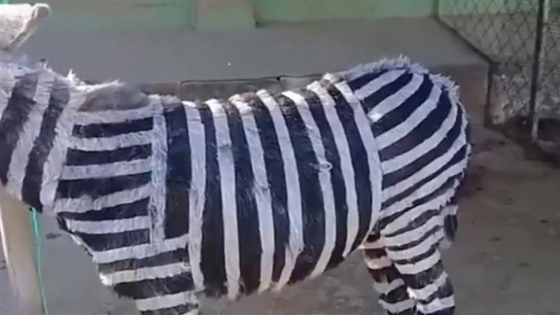 Chinese Zoo Paints Donkey Like Zebra: कुत्तों को पांडा बनाकर दिखाने के बाद चीनी चिड़ियाघर ने गधे को ज़ेबरा जैसा रंगा, देखें वायरल वीडियो