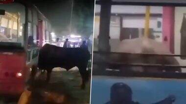 Viral Video: जयपुर की लो फ्लोर बस में घुस गया सांड, जमकर मचाया उत्पात, ड्राइवर और कंडक्टर ने बचाई कूदकर जान, यात्रियों में मची अफरा तफरी Viral Video: जयपुर की लो फ्लोर बस में घुस गया सांड, जमकर मचाया उत्पात, ड्राइवर और कंडक्टर ने बचाई कूदकर जान, यात्रियों में मची अफरा तफरी