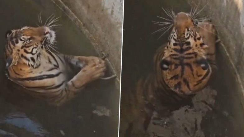 Tiger Cub and Wild Boar Fall into Well: एमपी के सिवनी में बाघ शावक और जंगली सूअर एक ही कुएं में गिरे, देखें वीडियो