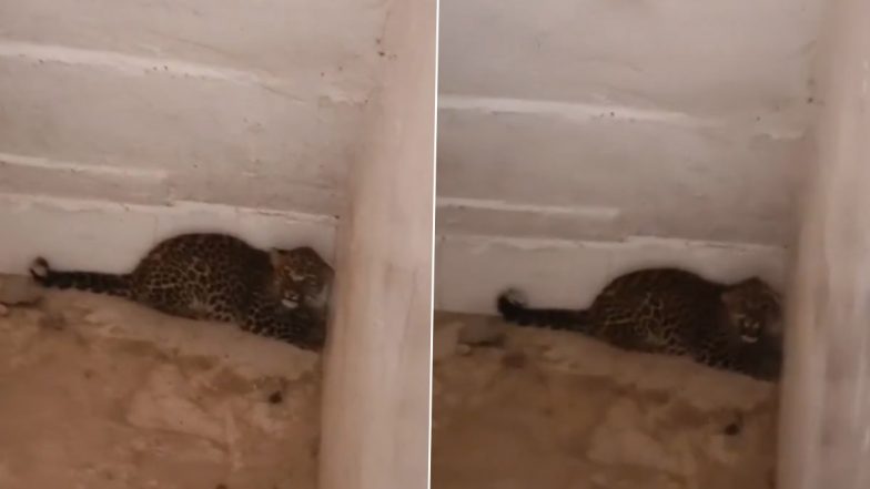 VIDEO: तेंदुए का बच्चा पंचायत भवन के शौचालय में घुसा, वन विभाग की टीम ने किया मौके से रेस्क्यू, इटावा के ददरा गांव में देखने के लिए जुटी ग्रामीणों की भीड़