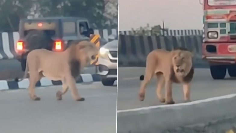Lion Strolls Across Gujarat Highway: हाईवे पर सैर करता दिखा विशाल शेर, यातायात हुआ बाधित- देखें वायरल वीडियो