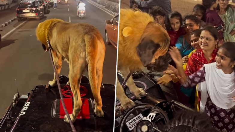 Lion On Jeep Or Dog In Disguise? जीप पर शेर या उसके भेष में कुत्ता? इंटरनेट पर तस्वीरें लेते हुए लोगों का वीडियो वायरल