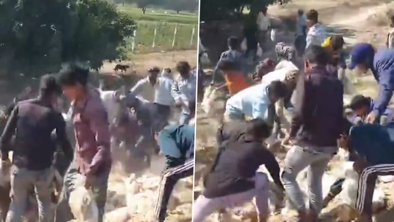 UP: कन्नौज में पिकअप पलटने से बिखरी मुर्गियां, घायलों को छोड़कर लूटपाट करने लगे लोग; VIDEO वायरल