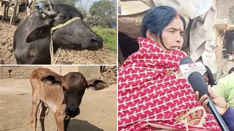 Viral Video: भैंस ने गाय जैसे दिखने वाले बछड़े को दिया जन्म, नेटीजेंस ने कहा- 'कलयुग है भाई'