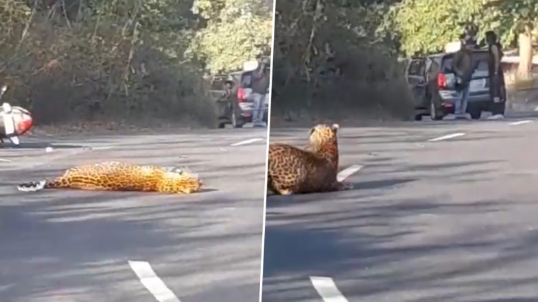 Leopard Collides With Bike: केरल के नादुकनी मारापालम में सड़क पार करते समय तेंदुआ बाइक से टकराया, दोनों घायल (देखें वीडियो)