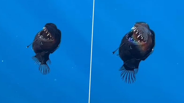 Black Sea Monster: ‘काले समुद्री राक्षस’ को देखकर उड़े लोगों के होश, कैमरे में कैद हुआ भयावह नजारा